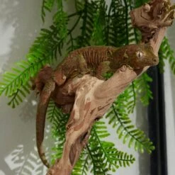 Frisco Artificial Garland Terrarium Vine -Pet Supplies Store 537518 PT5. AC SS1800 V1668902495