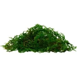 Frisco Terrarium Sphagnum Moss Reptile Bedding 9 Frisco Terrarium Sphagnum Moss Reptile Bedding -Pet Supplies Store 569134 PT3. AC SS1800 V1666277335