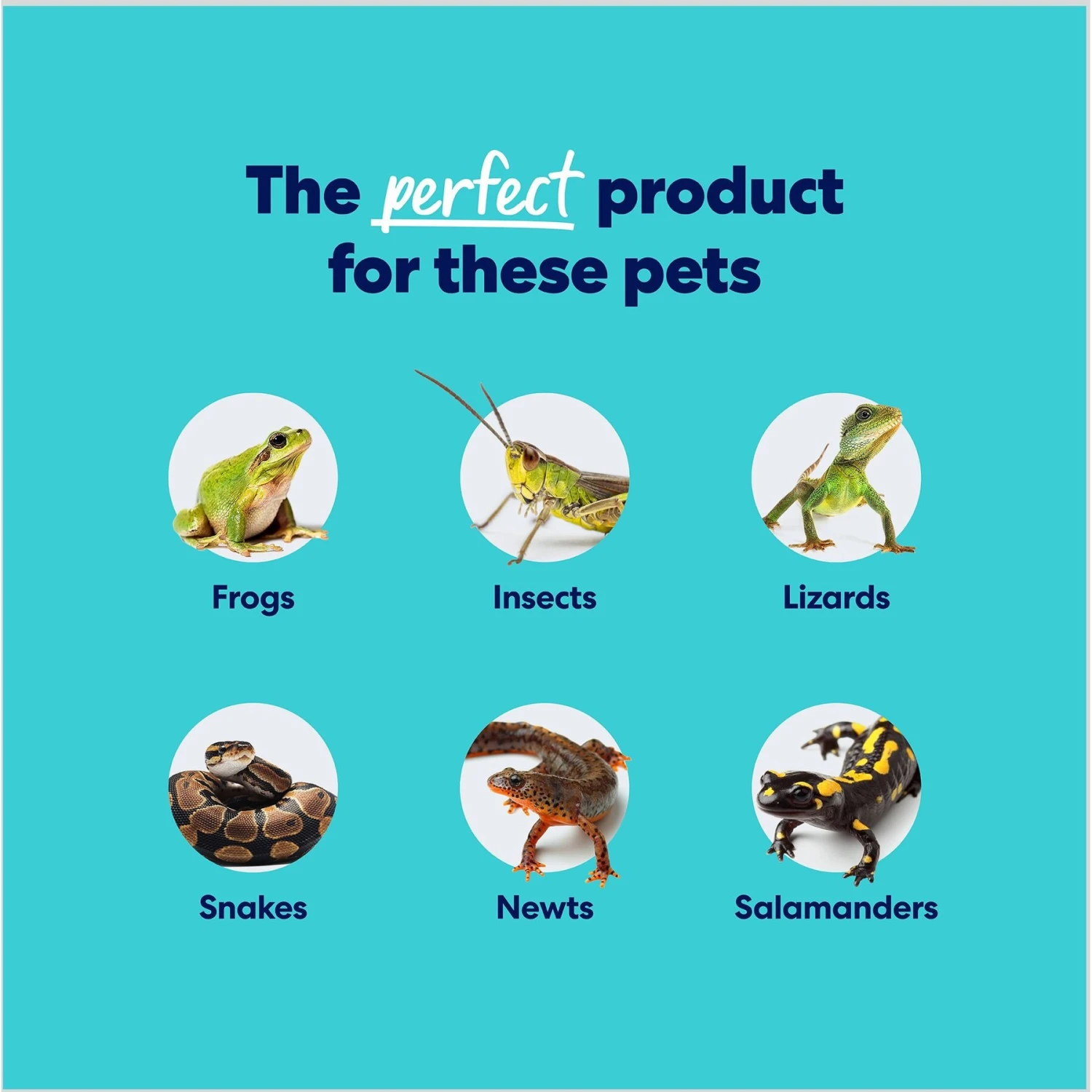 Frisco Terrarium Sphagnum Moss Reptile Bedding 7 Frisco Terrarium Sphagnum Moss Reptile Bedding - Image 5