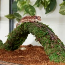 Frisco Reptile Natural Moss Bridge -Pet Supplies Store 570902 PT3. AC SS1800 V1668902549