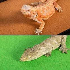 REPTI ZOO Reversible Carpet Substrate Bedding Liner Floor Mat For Reptile Terrarium -Pet Supplies Store 575550 PT2. AC SS1800 V1657998538