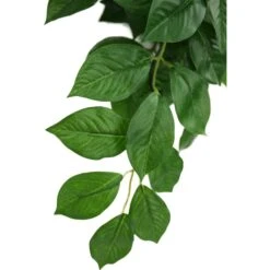 Komodo Climbing Green Leaf Aquarium Plant -Pet Supplies Store 581918 PT2. AC SS1800 V1658518584