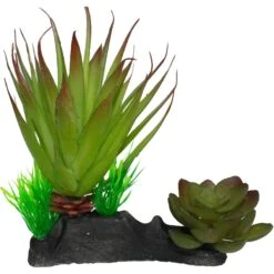 Komodo Succulent Auqrarium Plant, 5-in -Pet Supplies Store 581998 PT1. AC SS1800 V1658517731