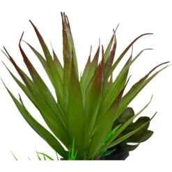 Komodo Succulent Auqrarium Plant, 5-in -Pet Supplies Store 581998 PT3. AC SS1800 V1658621049