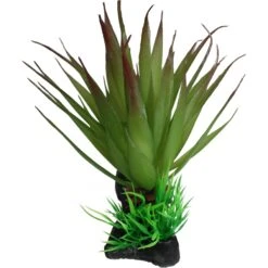 Komodo Succulent Auqrarium Plant, 5-in -Pet Supplies Store 581998 PT4. AC SS1800 V1658430525
