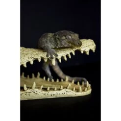 Komodo Alligator Skull Aquarium Ornament, 9-in -Pet Supplies Store 582038 PT4. AC SS1800 V1669829204