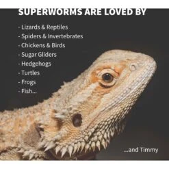 Ovipost Live Superworms Reptile Food, Large 14 Ovipost Live Superworms Reptile Food, Large -Pet Supplies Store 680990 PT3. AC SS1800 V1667518343