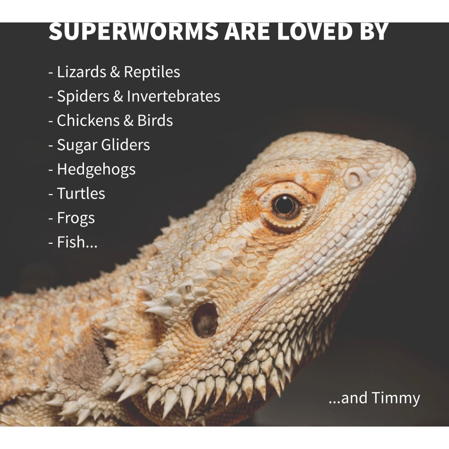 Ovipost Live Superworms Reptile Food, Large 6 Ovipost Live Superworms Reptile Food, Large - Image 4