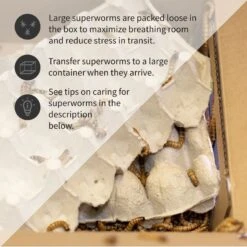 Ovipost Live Superworms Reptile Food, Large 16 Ovipost Live Superworms Reptile Food, Large -Pet Supplies Store 680990 PT5. AC SS1800 V1667519655