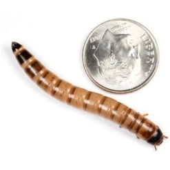 Ovipost Live Superworms Reptile Food, Large 17 Ovipost Live Superworms Reptile Food, Large -Pet Supplies Store 680990 PT6. AC SS1800 V1667518269