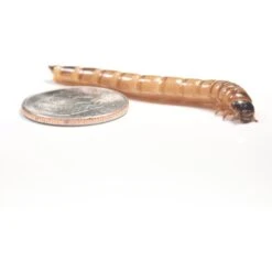 Ovipost Live Superworms Reptile Food, Large 19 Ovipost Live Superworms Reptile Food, Large -Pet Supplies Store 680990 PT8. AC SS1800 V1677264056