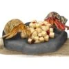 SunGrow Reptile Food & Water Dish Non-Skid Plastic Hermit Crab Bowl, Terrarium Decor Supplies, Charcoal 1 SunGrow Reptile Food & Water Dish Non-Skid Plastic Hermit Crab Bowl, Terrarium Decor Supplies, Charcoal -Pet Supplies Store 689302 MAIN. AC SS1800 V1669179895