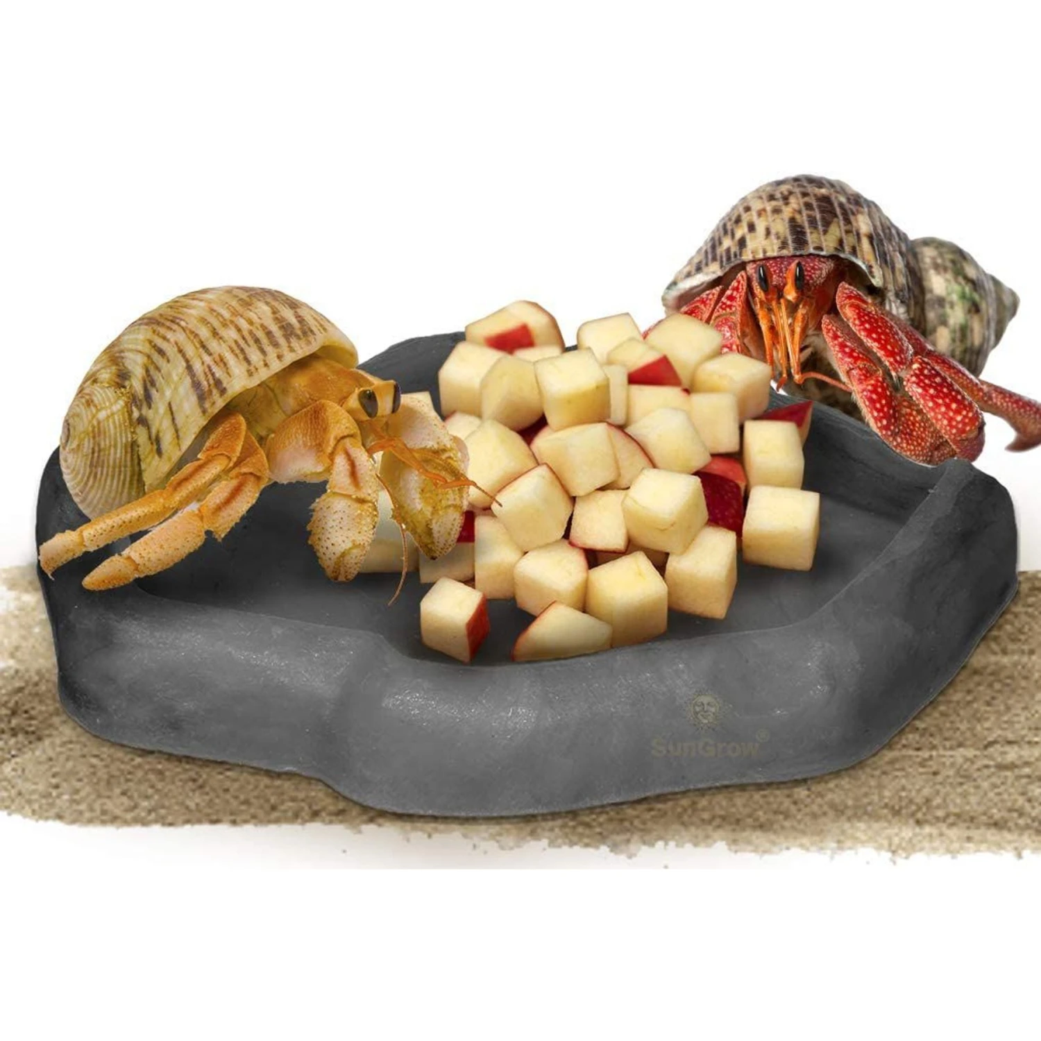 SunGrow Reptile Food & Water Dish Non-Skid Plastic Hermit Crab Bowl, Terrarium Decor Supplies, Charcoal 3 SunGrow Reptile Food & Water Dish Non-Skid Plastic Hermit Crab Bowl, Terrarium Decor Supplies, Charcoal