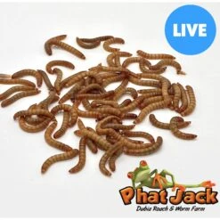 Phat Jack Farms Live Mealworms Reptile Treats, Medium