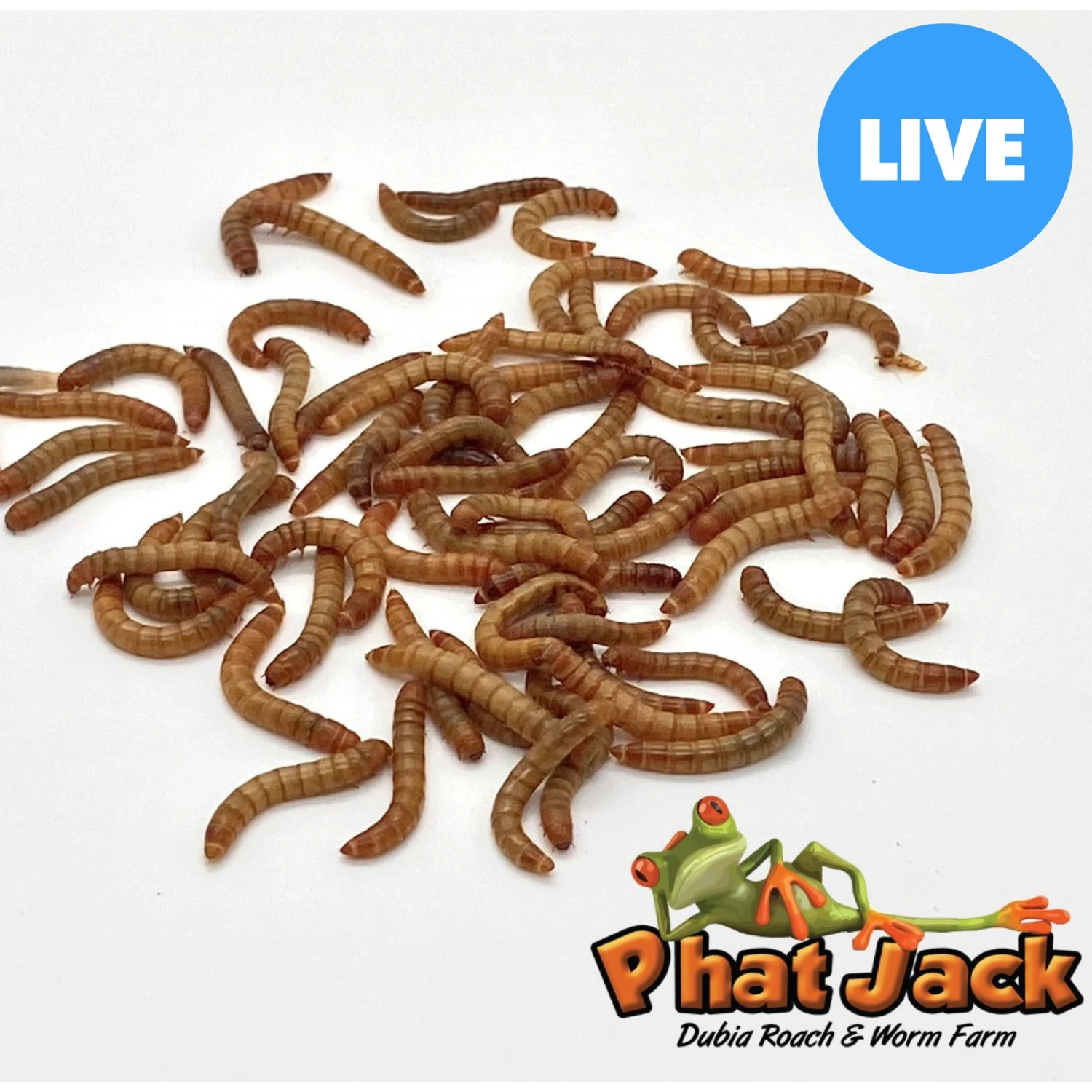 Phat Jack Farms Live Mealworms Reptile Treats, Medium 3 Phat Jack Farms Live Mealworms Reptile Treats, Medium