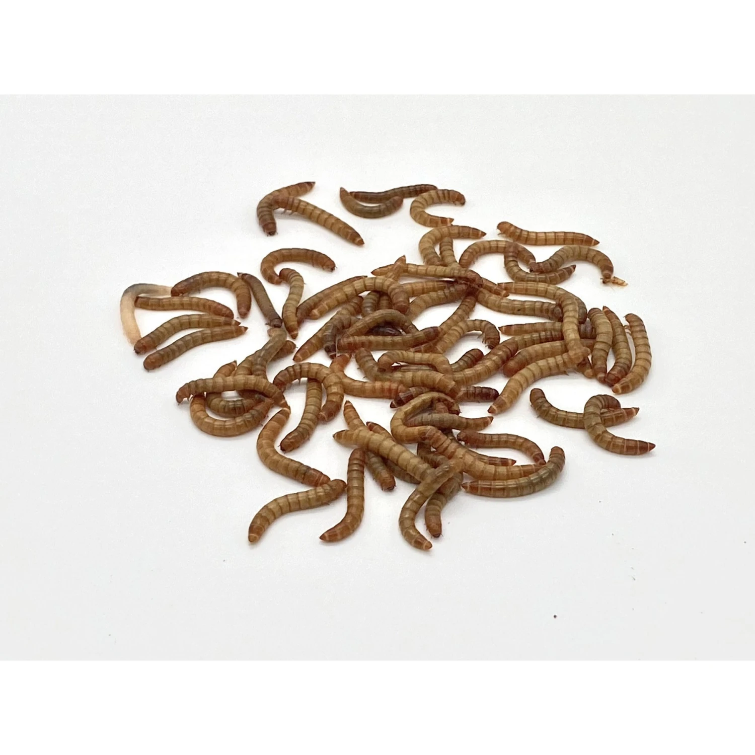 Phat Jack Farms Live Mealworms Reptile Treats, Medium 4 Phat Jack Farms Live Mealworms Reptile Treats, Medium - Image 2