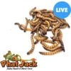Phat Jack Farms Live Superworms Reptile Treats, Large -Pet Supplies Store 689350 MAIN. AC SS1800 V1678029258