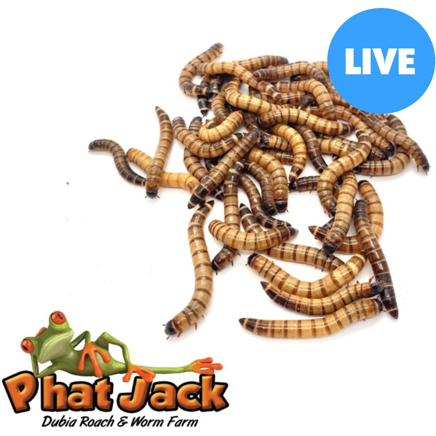 Phat Jack Farms Live Superworms Reptile Treats, Large 3 Phat Jack Farms Live Superworms Reptile Treats, Large