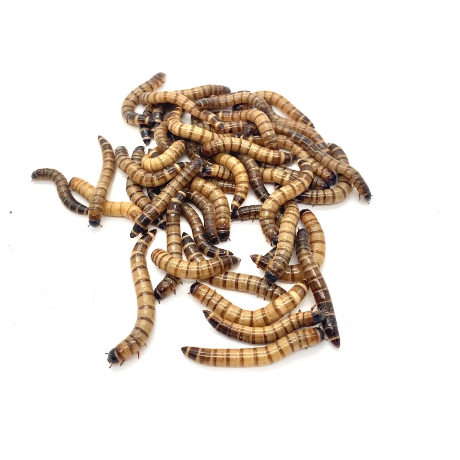 Phat Jack Farms Live Superworms Reptile Treats, Large 4 Phat Jack Farms Live Superworms Reptile Treats, Large - Image 2