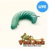 Phat Jack Farms Live Hornworms Reptile Treats, Small, 1-cup -Pet Supplies Store 689382 MAIN. AC SS1800 V1678029259