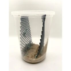 Phat Jack Farms Live Hornworms Reptile Treats, Small, 1-cup -Pet Supplies Store 689382 PT6. AC SS1800 V1666839295