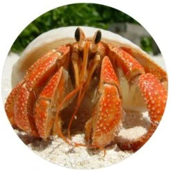 TropicZone Land Crab Performance Daily Diet Reptile Food 15 TropicZone Land Crab Performance Daily Diet Reptile Food -Pet Supplies Store 691678 PT6. AC SS1800 V1669156401