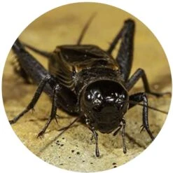 TropicZone Cricket Performance Gut Load Insect Food 15 TropicZone Cricket Performance Gut Load Insect Food -Pet Supplies Store 691702 PT6. AC SS1800 V1669156288