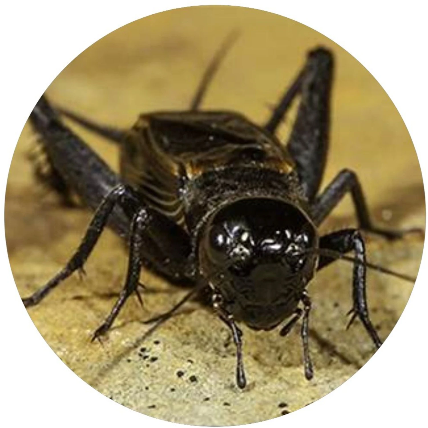 TropicZone Cricket Performance Gut Load Insect Food 9 TropicZone Cricket Performance Gut Load Insect Food - Image 7