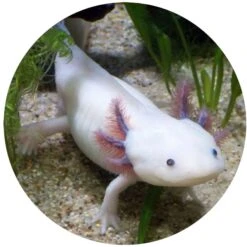 TropicZone Axolotl Performance Daily Diet Amphibian Food -Pet Supplies Store 691726 PT6. AC SS1800 V1669156344
