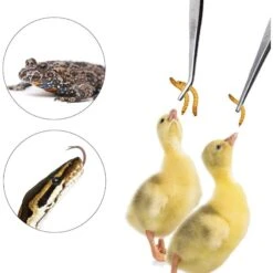 Vila Snake & Bearded Dragon Stainless Steel Reptile Feeding Tongs -Pet Supplies Store 695462 PT1. AC SS1800 V1685474631