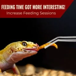 Vila Snake & Bearded Dragon Stainless Steel Reptile Feeding Tongs -Pet Supplies Store 695462 PT2. AC SS1800 V1687197361