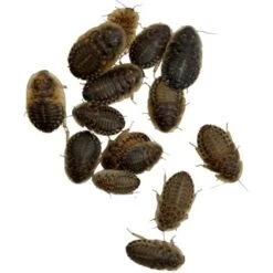 ABDragons Dubia Small Roach Hornworm & Superworm Live Feeder Combo Reptile Food -Pet Supplies Store 726678 PT3. AC SS1800 V1669911257