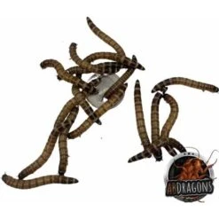 ABDragons Dubia Large Roach Hornworm & Superworm Live Feeder Combo Reptile Food 14 ABDragons Dubia Large Roach Hornworm & Superworm Live Feeder Combo Reptile Food -Pet Supplies Store 726710 PT5. AC SS1800 V1669911266