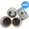 ABDragons Live Dubia Roaches Mixed Mixe Sized Reptile Food 2 ABDragons Live Dubia Roaches Mixed Mixe Sized Reptile Food -Pet Supplies Store 726726 MAIN. AC SS1800 V1696360820