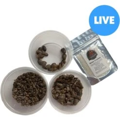 ABDragons Live Dubia Roaches Mixed Mixe Sized Reptile Food