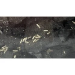 Josh's Frogs Dart Frog Feeder Bundle -Pet Supplies Store 748838 PT5. AC SS1800 V1672170082