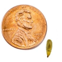 Josh's Frogs Dart Frog Feeder Bundle -Pet Supplies Store 748838 PT8. AC SS1800 V1672163355