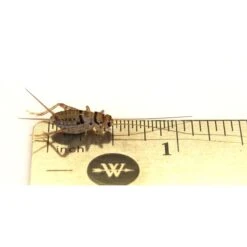 Josh's Frogs Juvenile Tree Frog Feeder Bundlem Medium -Pet Supplies Store 748870 PT2. AC SS1800 V1702665819