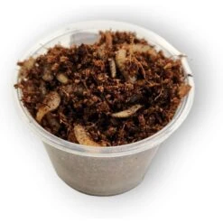 Josh's Frogs Juvenile Tree Frog Feeder Bundlem Medium -Pet Supplies Store 748870 PT5. AC SS1800 V1702665821