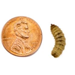 Josh's Frogs Juvenile Tree Frog Feeder Bundlem Medium -Pet Supplies Store 748870 PT6. AC SS1800 V1702665818