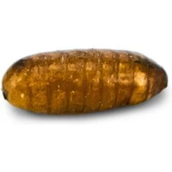 Josh's Frogs Juvenile Tree Frog Feeder Bundlem Medium -Pet Supplies Store 748870 PT8. AC SS1800 V1702665821