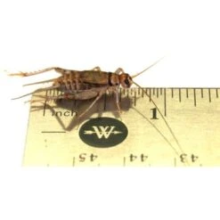 Josh's Frogs Adult Tree Frog Feeder Bundle, Large -Pet Supplies Store 748886 PT2. AC SS1800 V1672170081