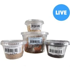 Josh's Frogs Juvenile Fat Tail Gecko Feeder Bundle