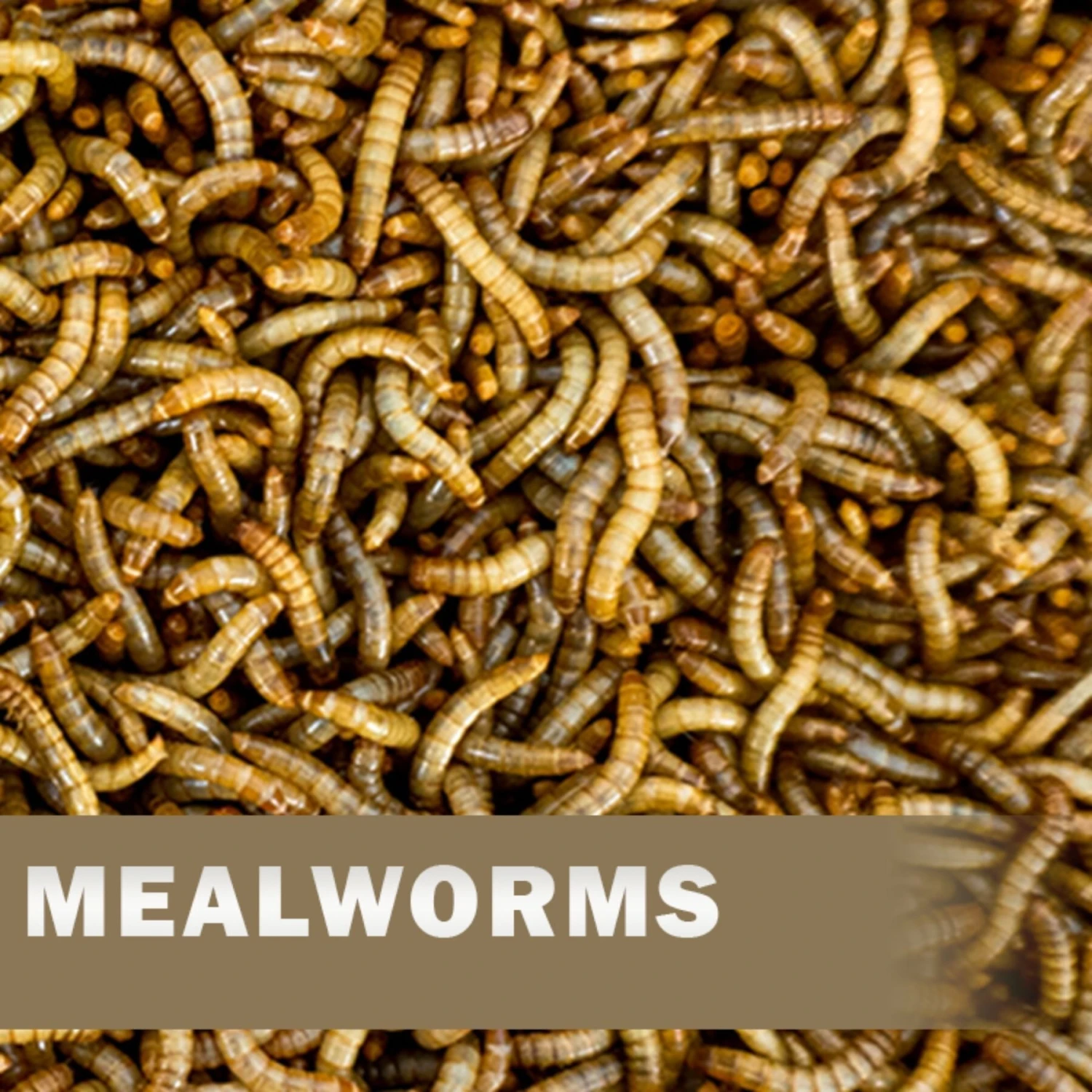 Josh's Frogs Juvenile Fat Tail Gecko Feeder Bundle 7 Josh's Frogs Juvenile Fat Tail Gecko Feeder Bundle - Image 5