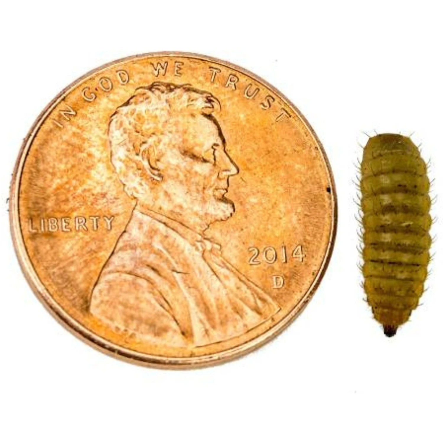 Josh's Frogs Juvenile Fat Tail Gecko Feeder Bundle 9 Josh's Frogs Juvenile Fat Tail Gecko Feeder Bundle - Image 7