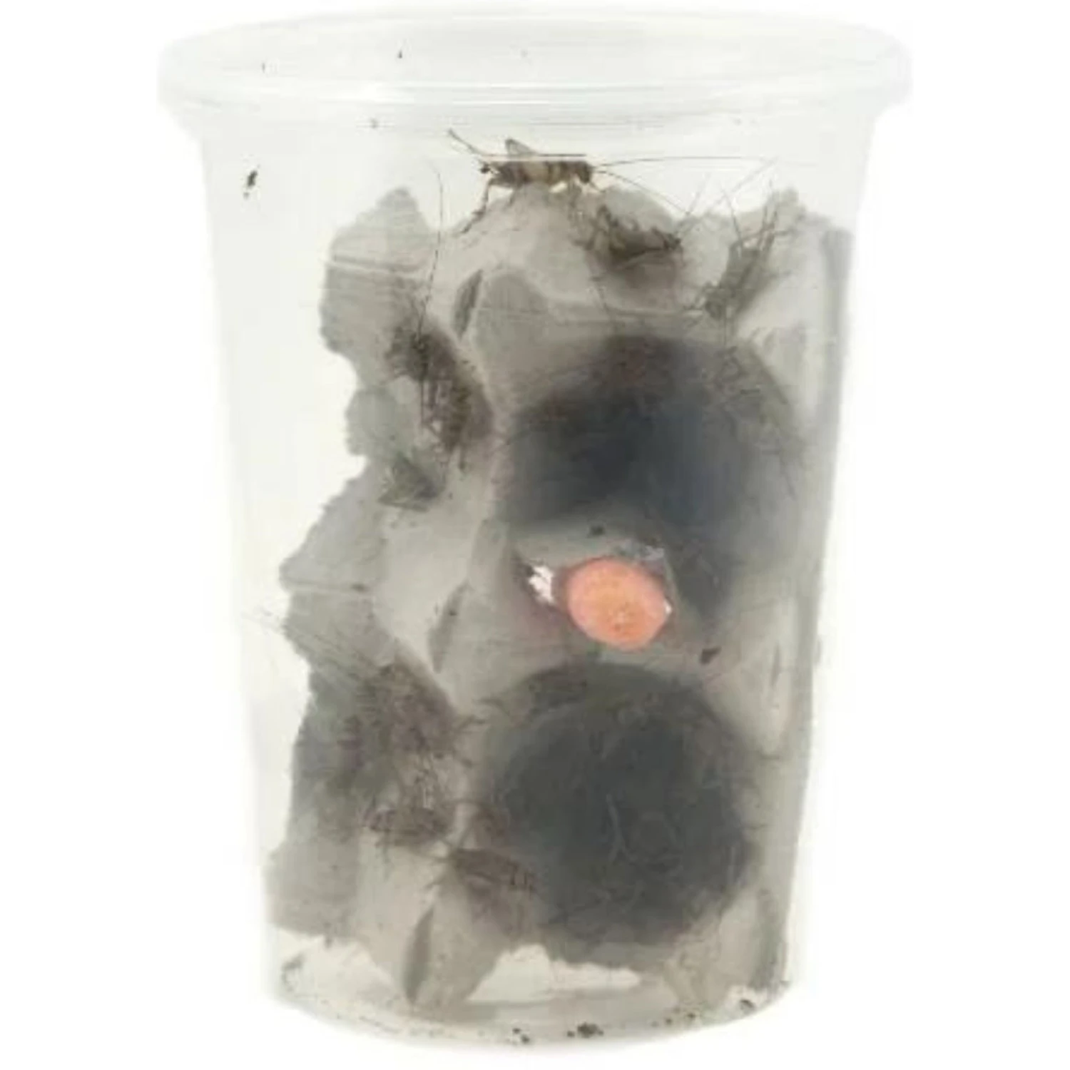 Josh's Frogs Adult Fat Tail Gecko Feeder Bundle 4 Josh's Frogs Adult Fat Tail Gecko Feeder Bundle - Image 2