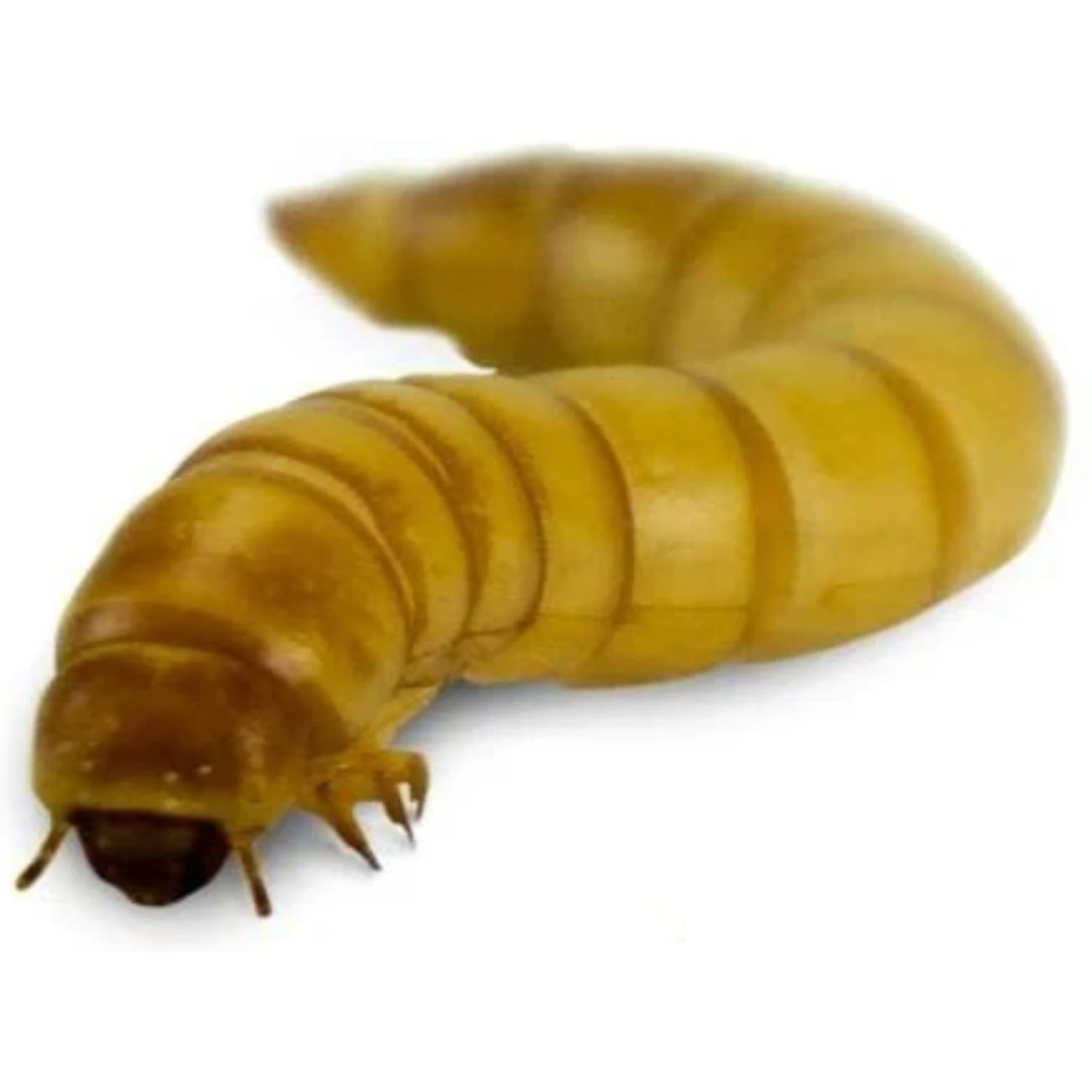 Josh's Frogs Adult Fat Tail Gecko Feeder Bundle 8 Josh's Frogs Adult Fat Tail Gecko Feeder Bundle - Image 6