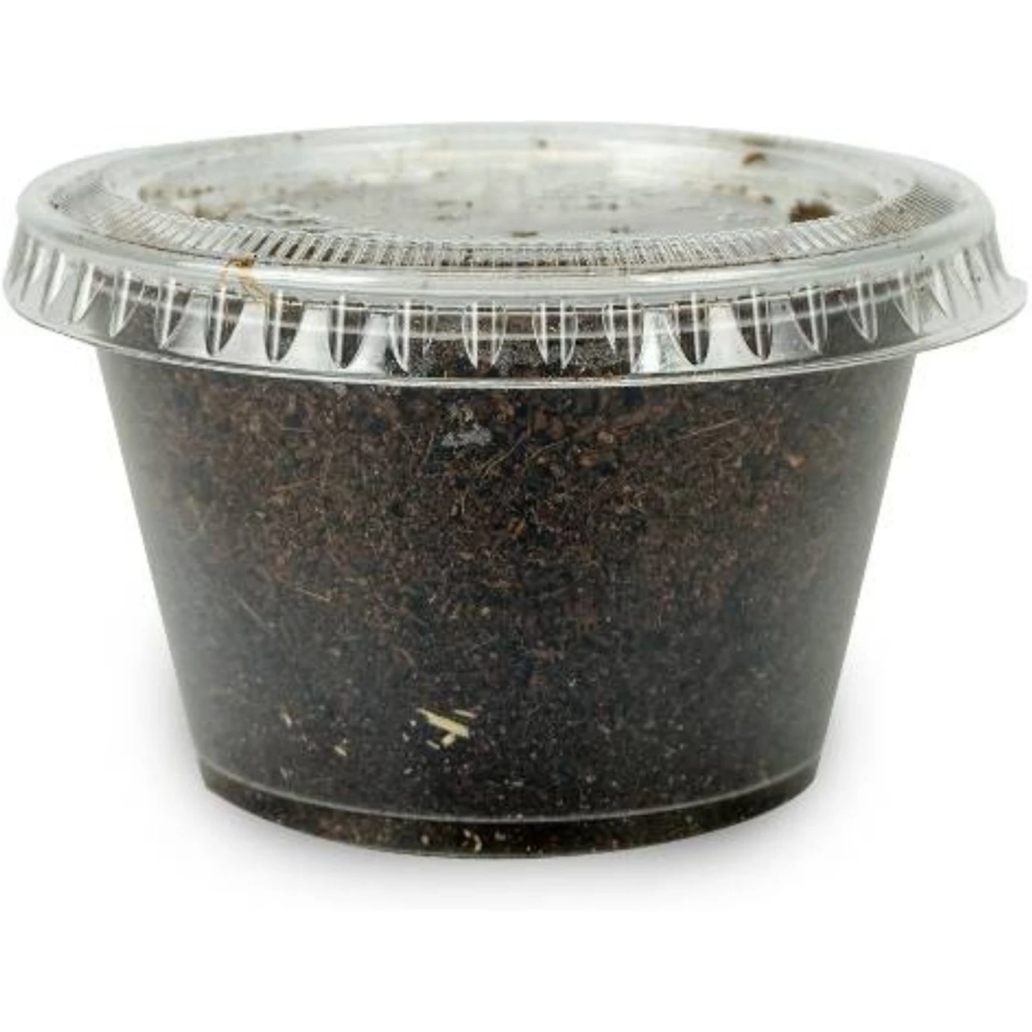 Josh's Frogs Adult Fat Tail Gecko Feeder Bundle 9 Josh's Frogs Adult Fat Tail Gecko Feeder Bundle - Image 7