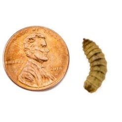 Josh's Frogs Adult Fat Tail Gecko Feeder Bundle 18 Josh's Frogs Adult Fat Tail Gecko Feeder Bundle -Pet Supplies Store 748982 PT7. AC SS1800 V1672163359