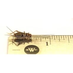 Josh's Frogs Juvenile Leopard Gecko Feeder Bundle -Pet Supplies Store 748998 PT2. AC SS1800 V1672171395